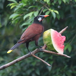 Montezuma Oropendola